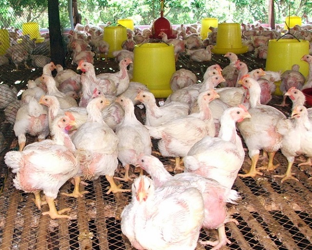 Tác hại của việc lạm dụng kháng sinh trong chăn nuôi
