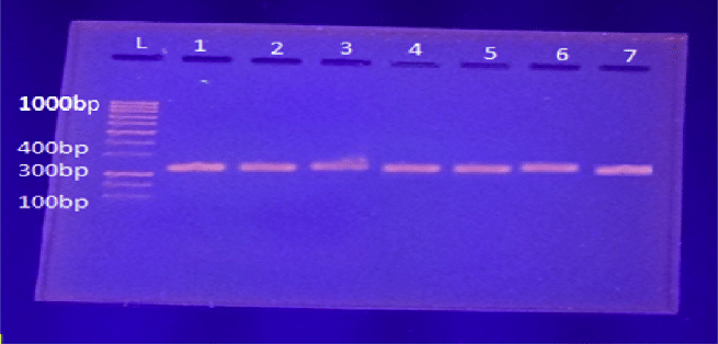 Kỹ thuật PCR