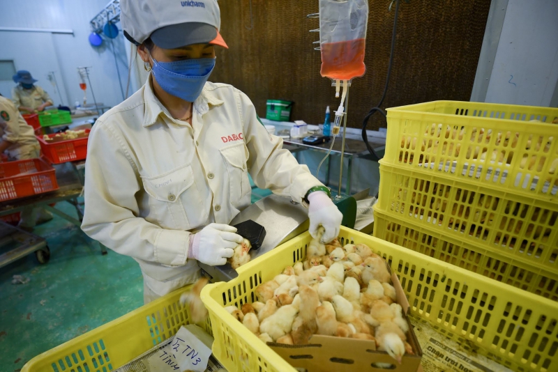 Việt Nam huy động nguồn lực quốc tế to lớn nâng tầm ngành thú y