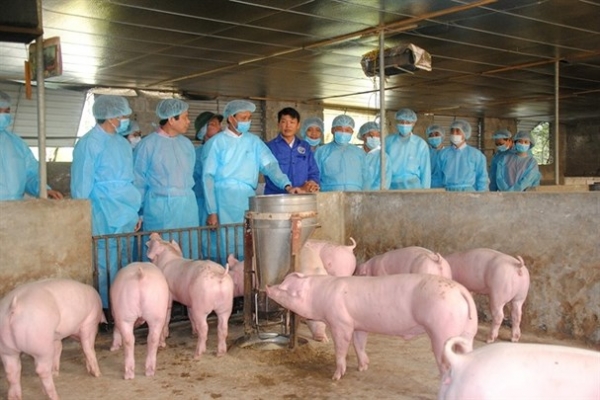 Bộ NN-PTNT chỉ đạo quyết liệt phòng chống bệnh dịch tả lợn châu Phi 
