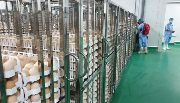 Việt Nam có nhà máy chế biến thịt gà xuất khẩu lớn nhất Đông Nam Á