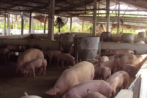 Ô nhiễm môi trường do chăn nuôi: hiện trạng và giải pháp khắc phục