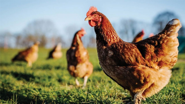 Hệ vi sinh trong gà thịt kháng với hầu hết các nhóm kháng sinh